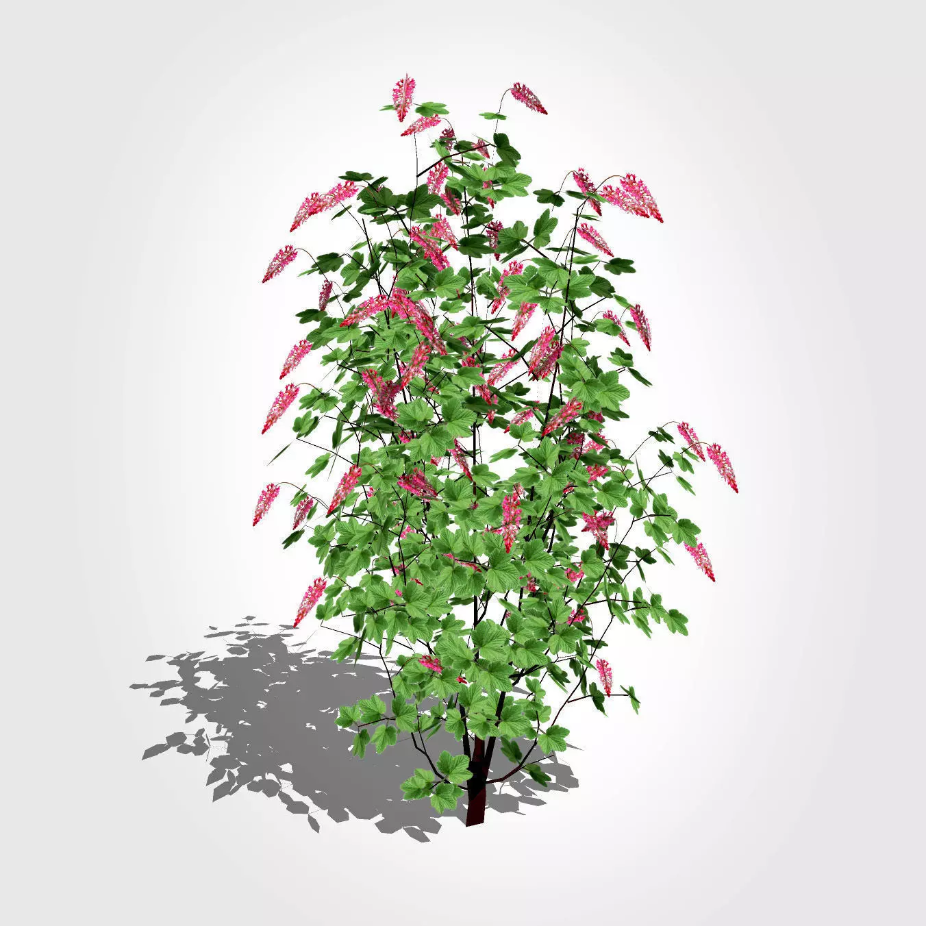 Ribes sanguineum-Flowering Currant Low-poly 3D model_0