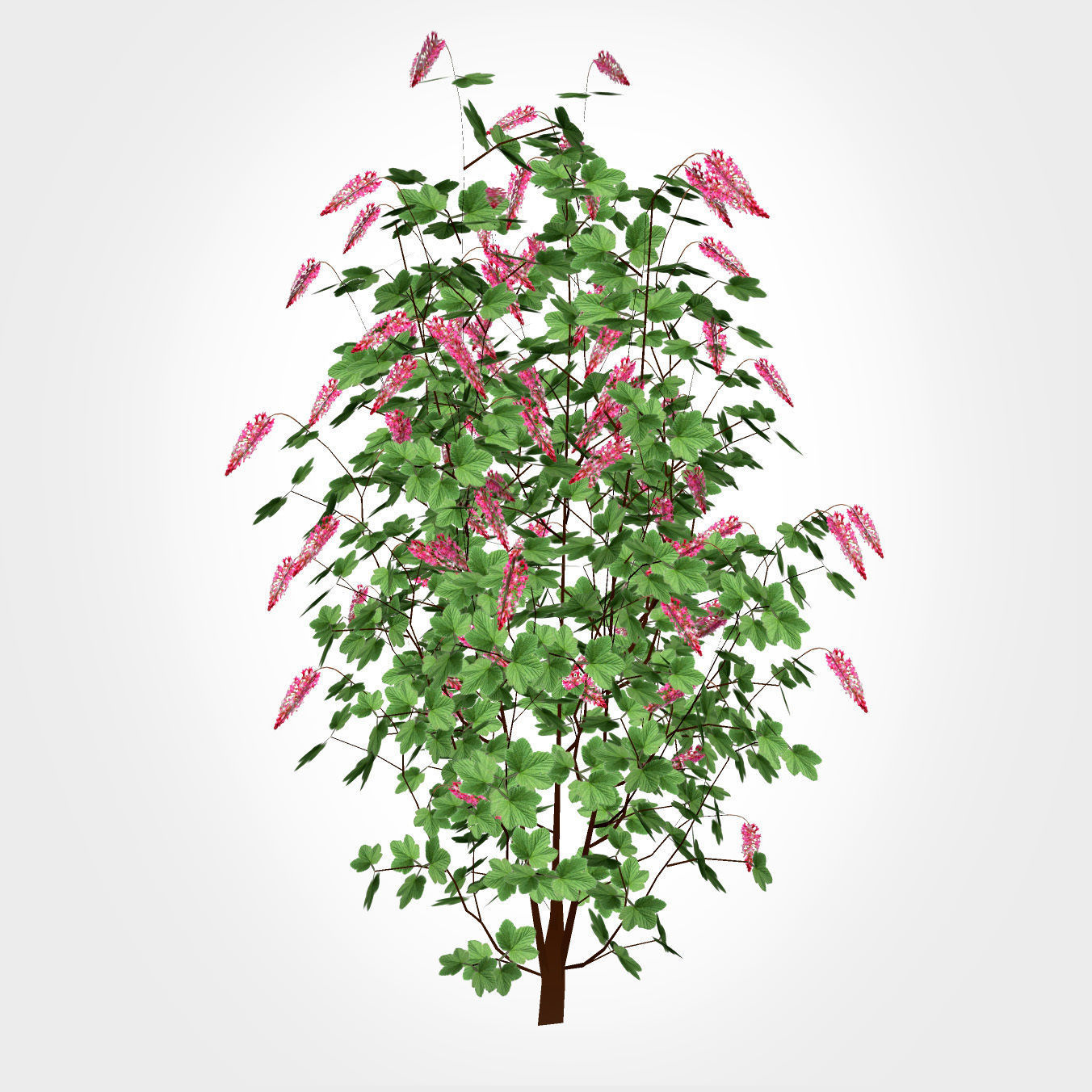 Ribes sanguineum-Flowering Currant Low-poly 3D model_1