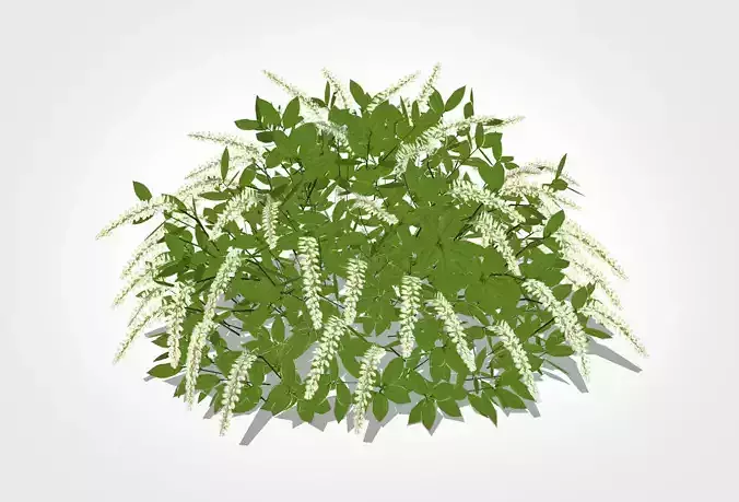 Itea virginica Henrys Garnet-Henrys Garnet Sweetspire Low-poly 3D model