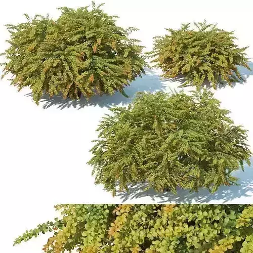 Berberis Thunbergii Nr8 Green Carpet XL 3 sizes