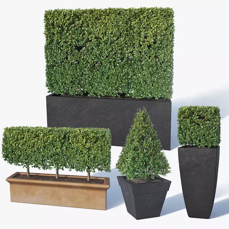 Buxus microphylla Nr2 3D model