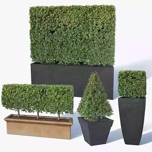 Buxus microphylla Nr2