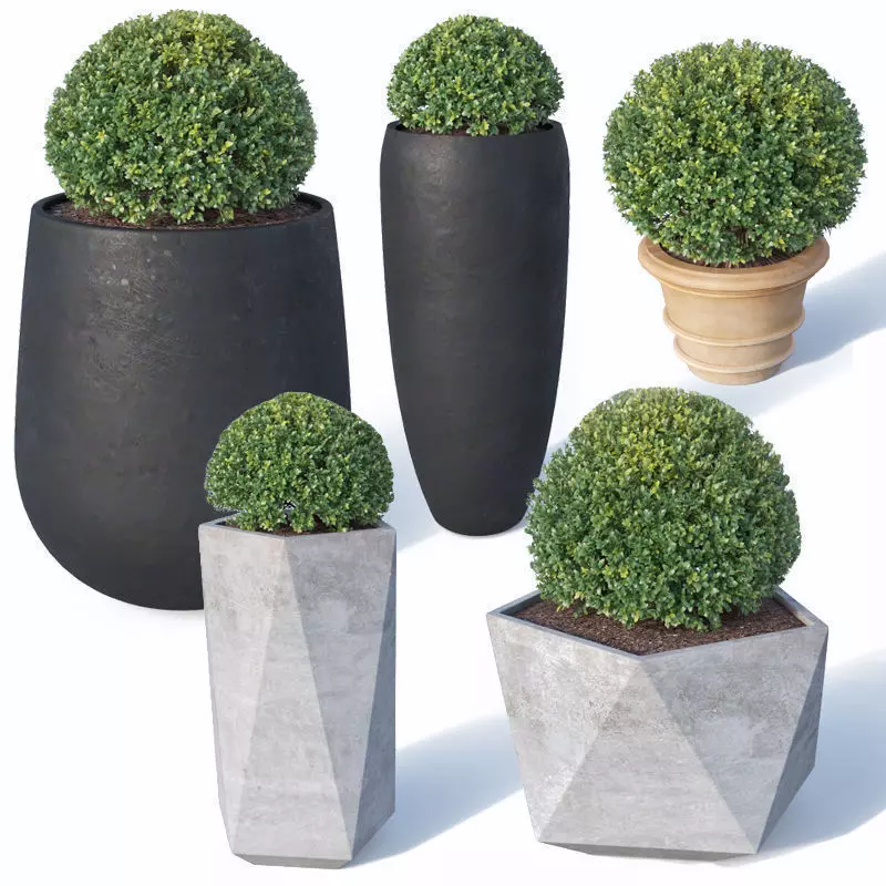 Buxus microphylla Nr1 3D model