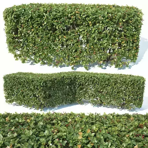 Cotoneaster lucidus Nr2 customizable square shape hedge 3D model