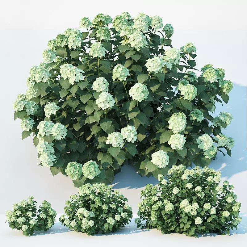Hydrangea arborescens Nr1  Three sizes 3D model_0