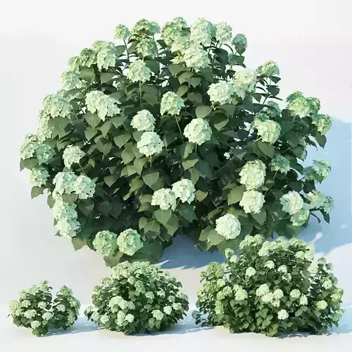 Hydrangea arborescens Nr1  Three sizes 3D model