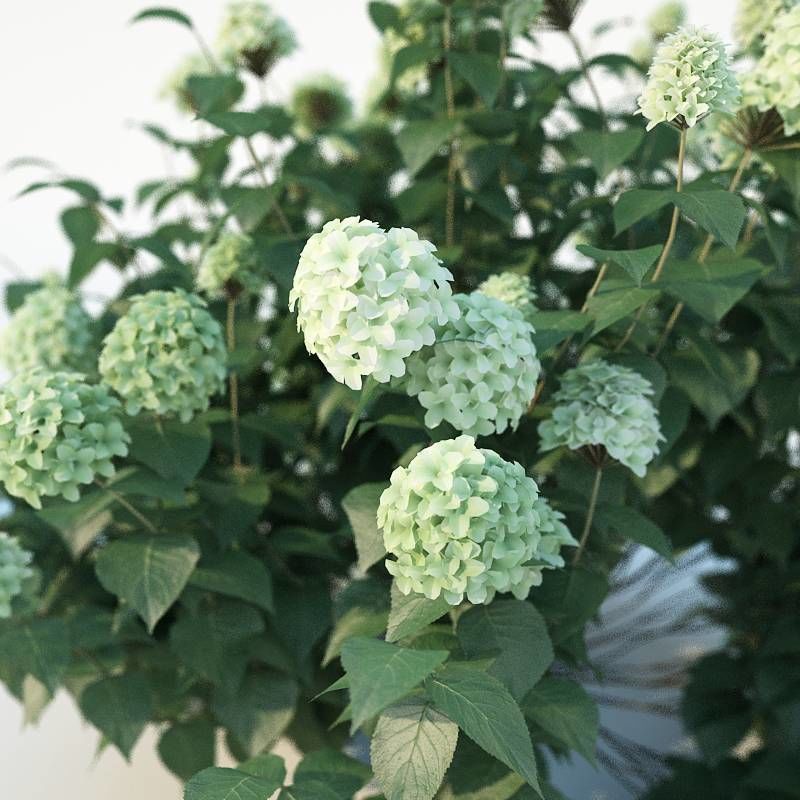 Hydrangea arborescens Nr1  Three sizes 3D model_2