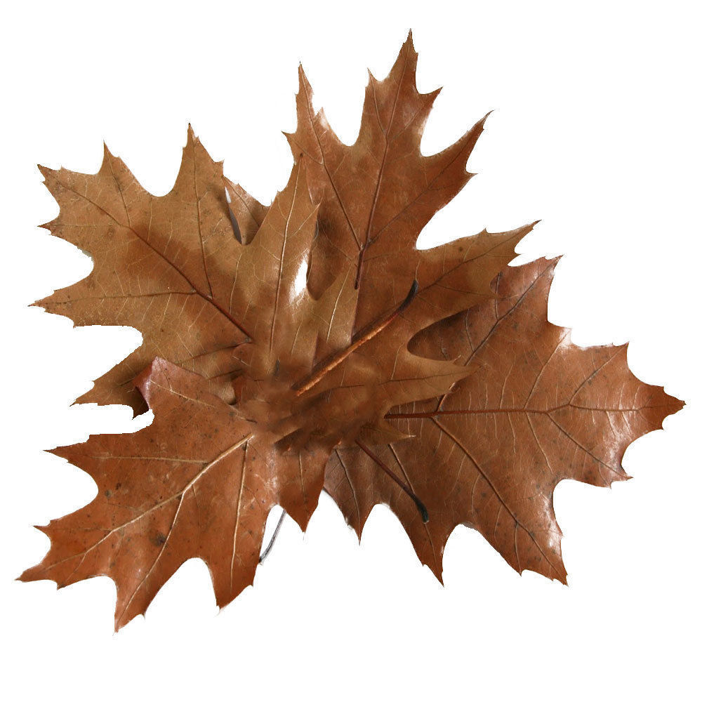 IVY GROWER plugin texture pack 3D model_25