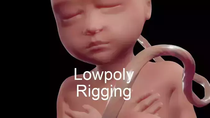 Human fetus Low-poly 3D model