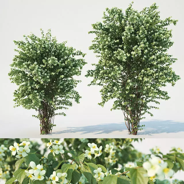 Philadelphus Coronarius adult 3D model