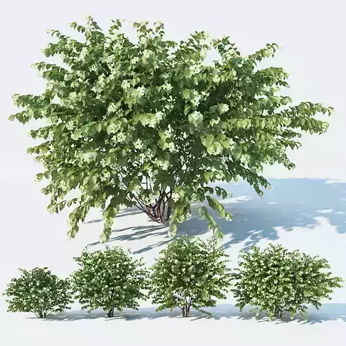 Philadelphus Coronarius 4 versions 3D model