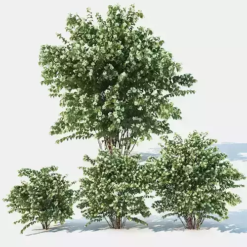 Philadelphus Coronarius Nr3 Three sizes - More blossom 3D model