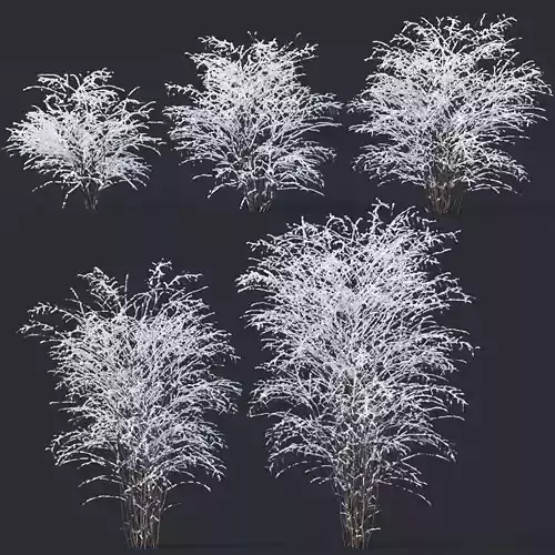 Philadelphus Coronarius Nr4 Winter 3D model