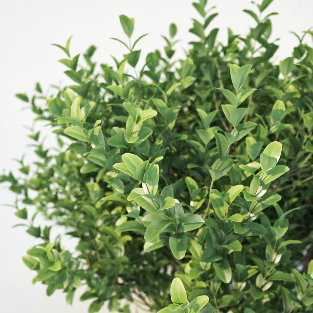 Buxus Sempervirens Nr3 - Three sizes 3D model_3