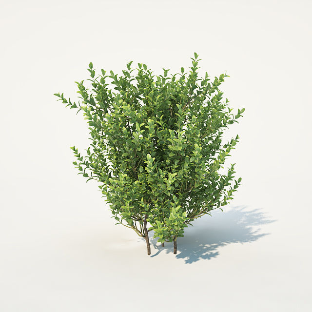 Buxus Sempervirens Nr3 - Three sizes 3D model_2