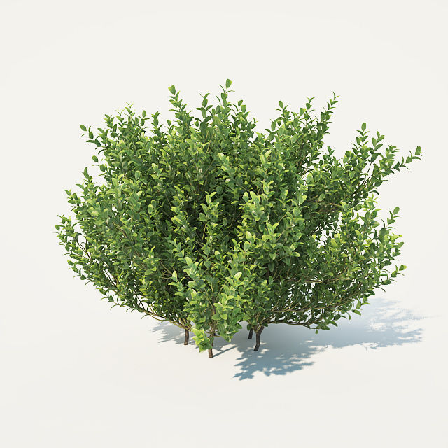 Buxus Sempervirens Nr3 - Three sizes 3D model_1