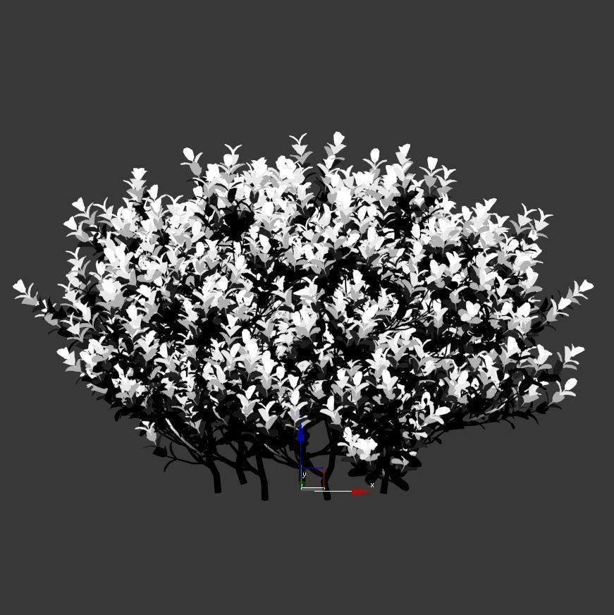 Buxus Sempervirens Nr3 - Three sizes 3D model_4