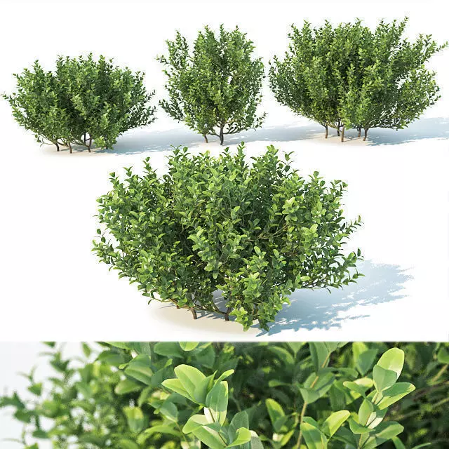 Buxus Sempervirens Nr3 - Three sizes 3D model_0