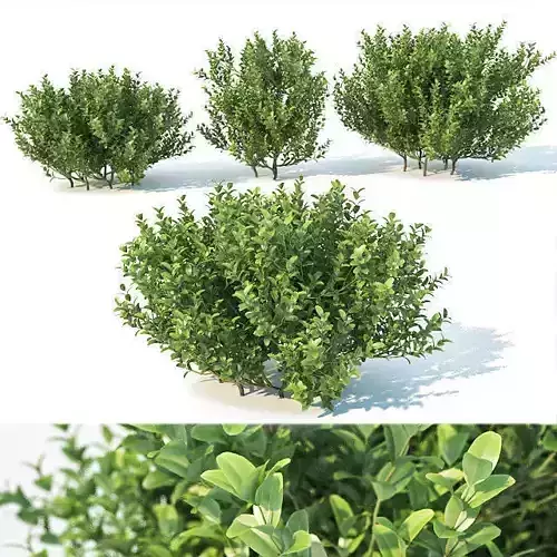 Buxus Sempervirens Nr3 - Three sizes