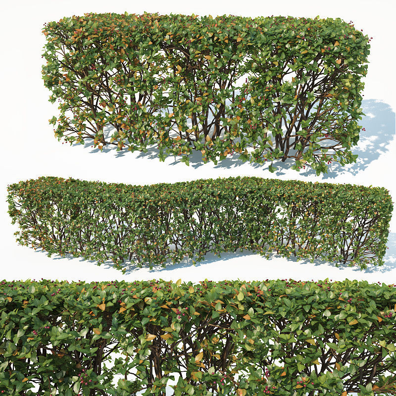 Cotoneaster lucidus 5 hedges collection 3D model_4