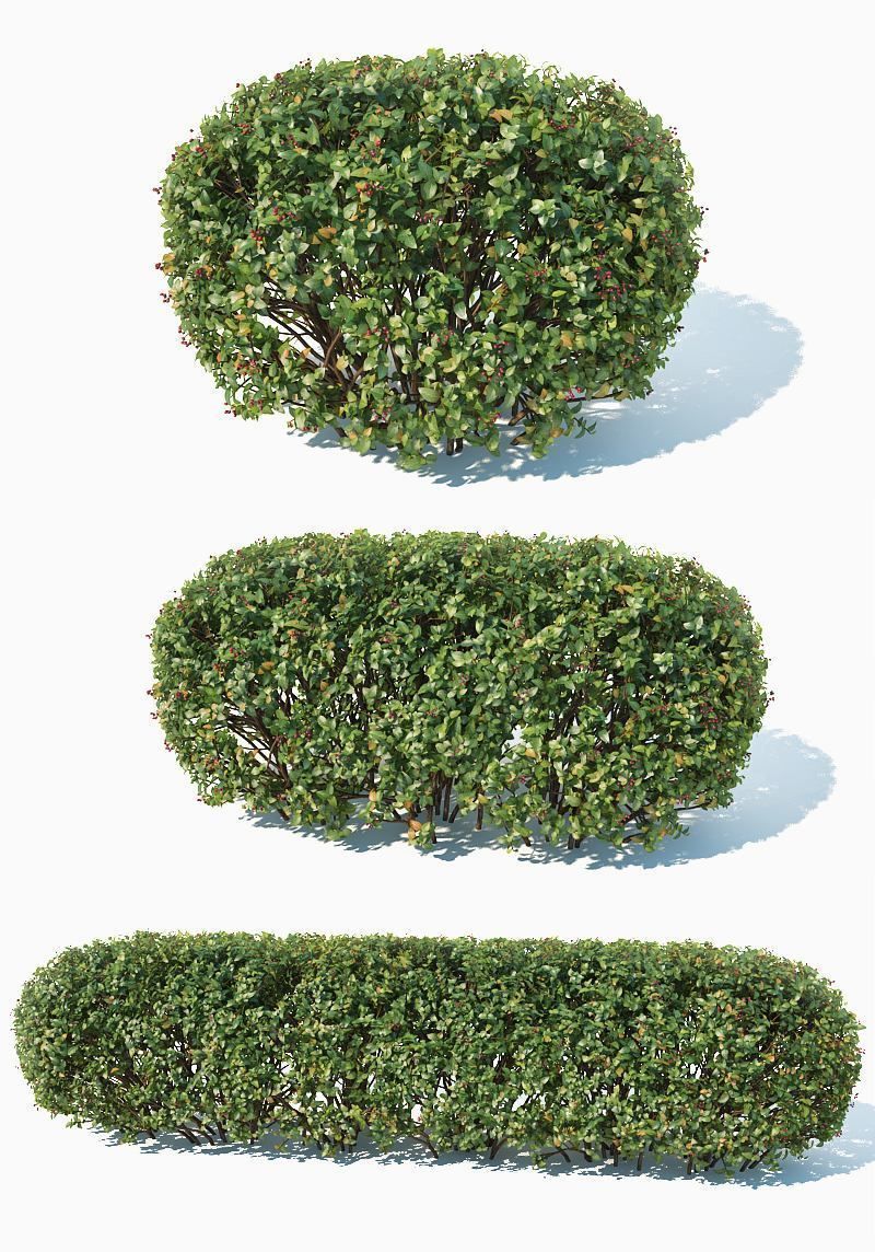 Cotoneaster lucidus 5 hedges collection 3D model_7