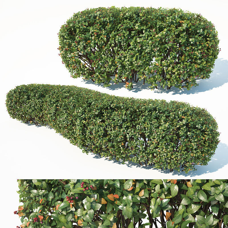 Cotoneaster lucidus 5 hedges collection 3D model_3