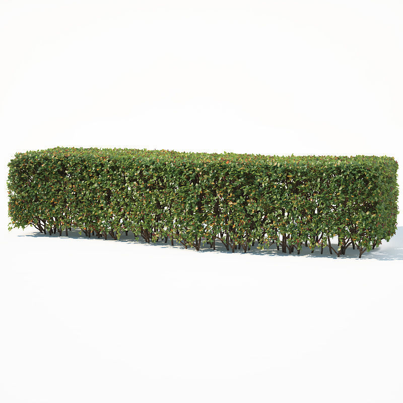 Cotoneaster lucidus 5 hedges collection 3D model_11