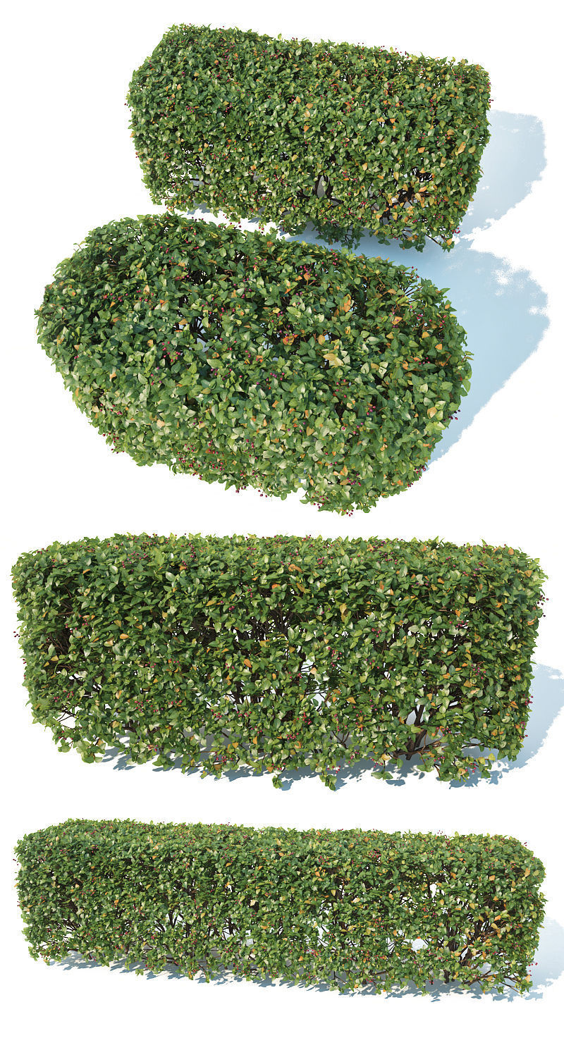 Cotoneaster lucidus 5 hedges collection 3D model_8