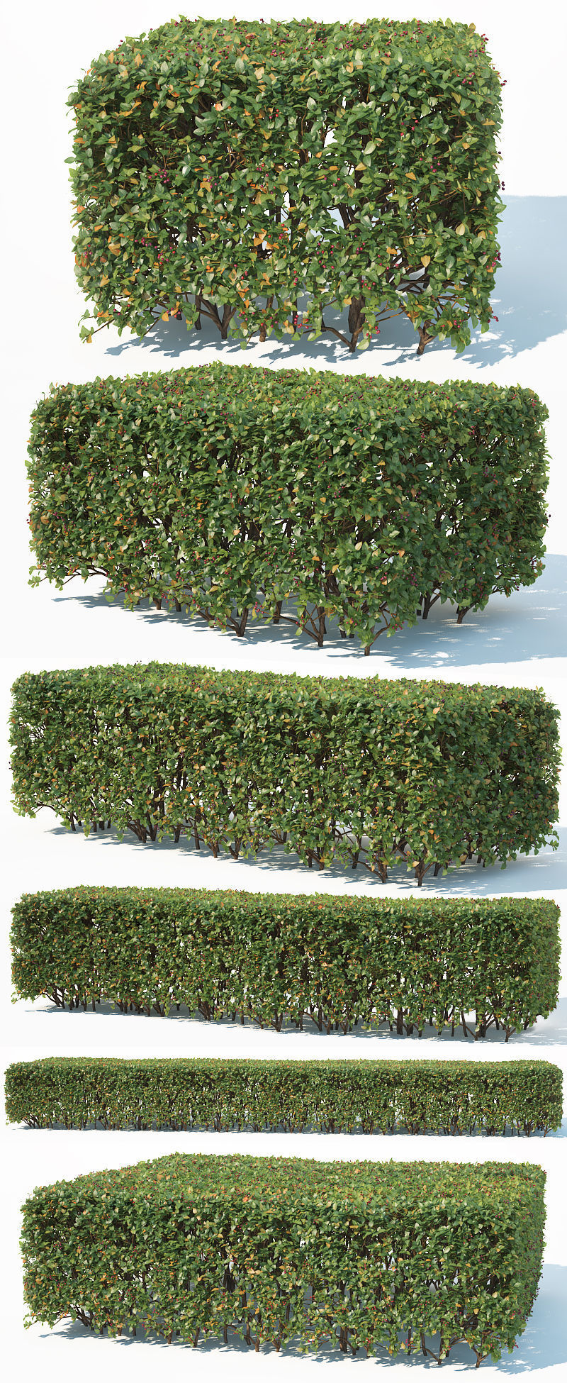 Cotoneaster lucidus 5 hedges collection 3D model_9