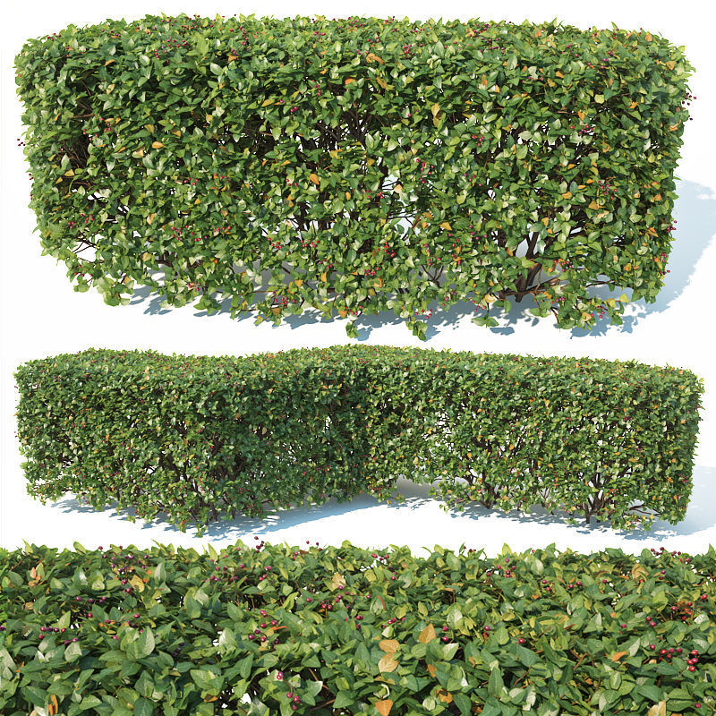 Cotoneaster lucidus 5 hedges collection 3D model_5