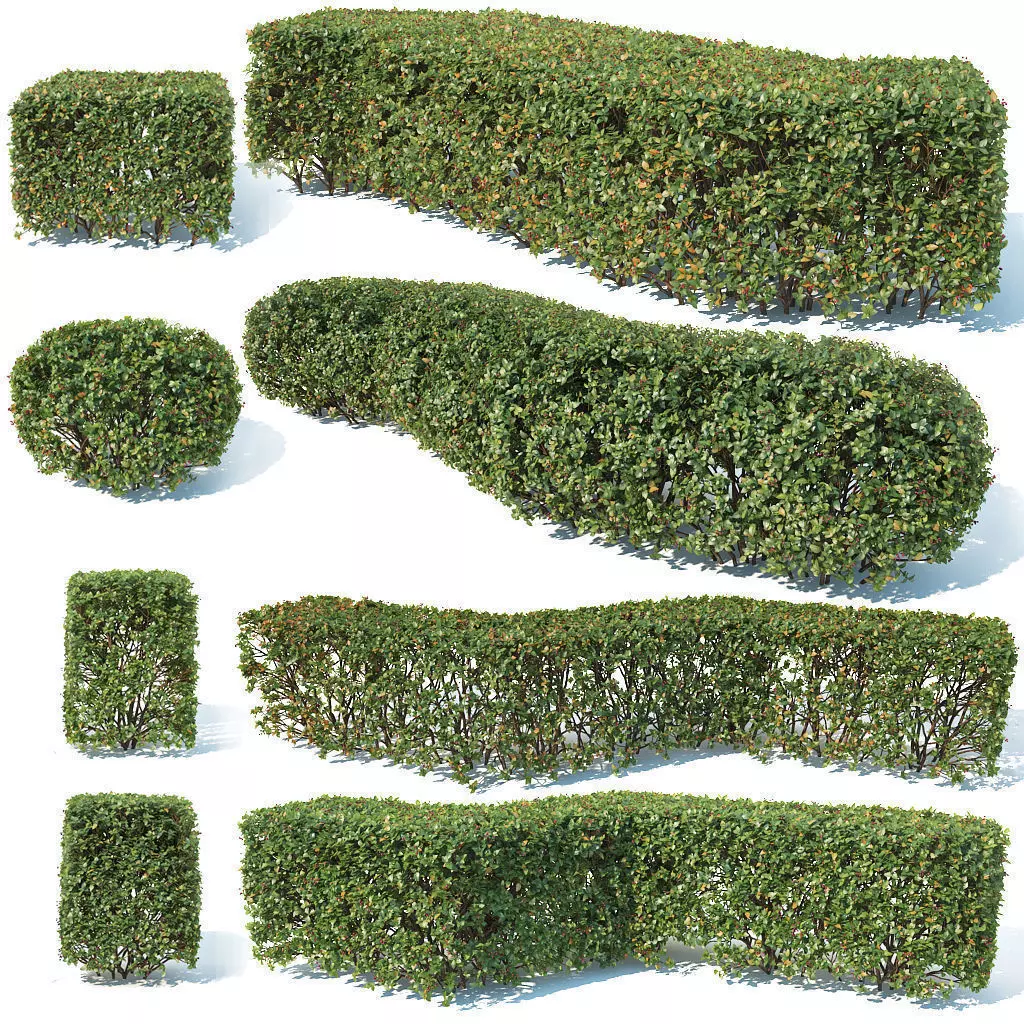 Cotoneaster lucidus 5 hedges collection 3D model_0