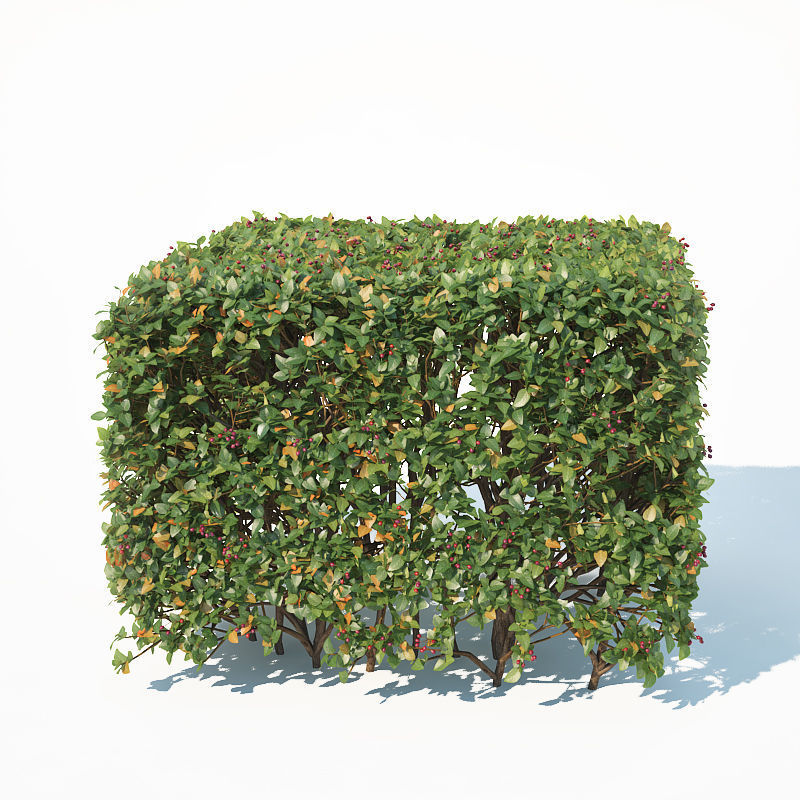 Cotoneaster lucidus 5 hedges collection 3D model_10
