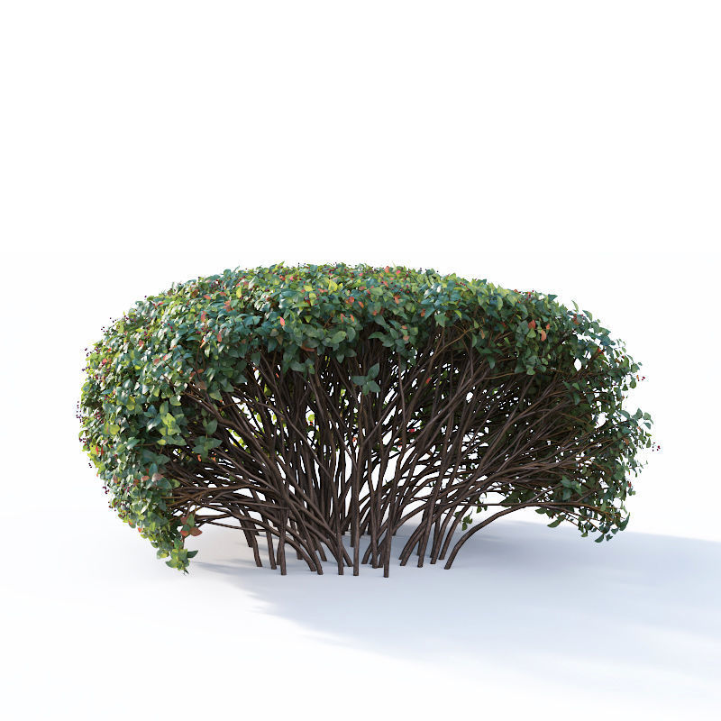 Cotoneaster lucidus 5 hedges collection 3D model_2