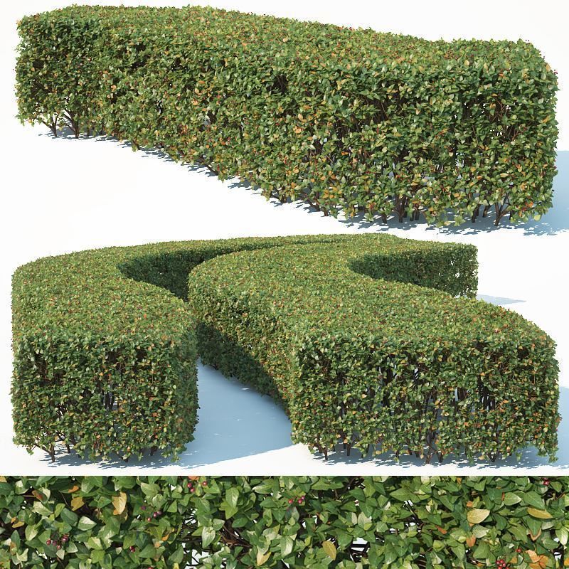 Cotoneaster lucidus 5 hedges collection 3D model_6