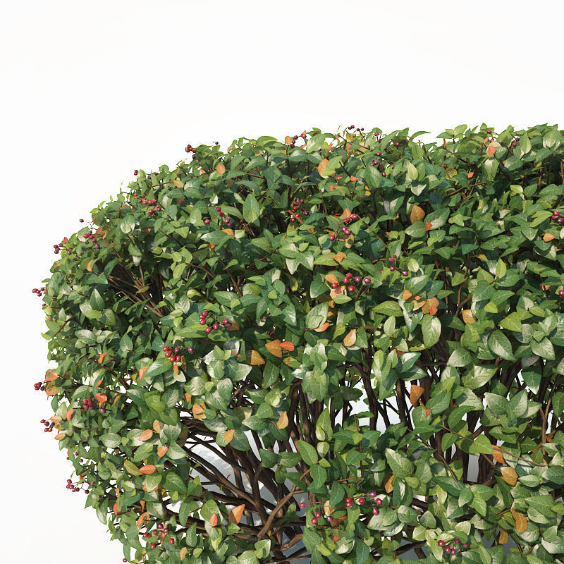 Cotoneaster lucidus 5 hedges collection 3D model_1