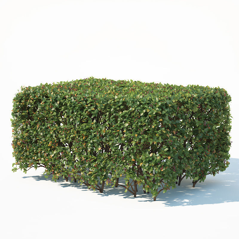 Cotoneaster lucidus 5 hedges collection 3D model_12