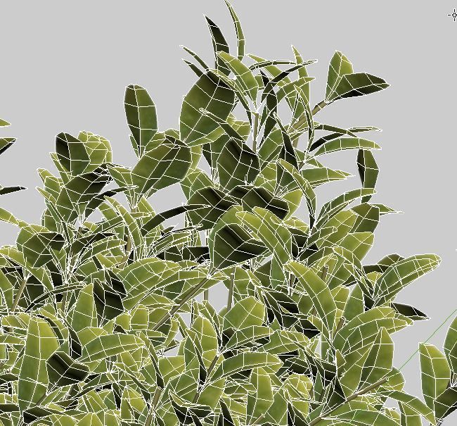 Buxus Sempervirens 4 hedges collection 3D model_10