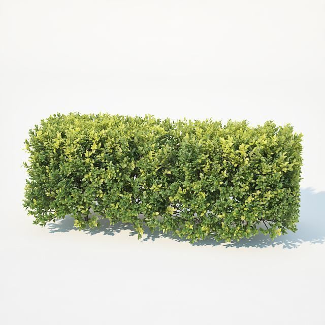 Buxus Sempervirens 4 hedges collection 3D model_6