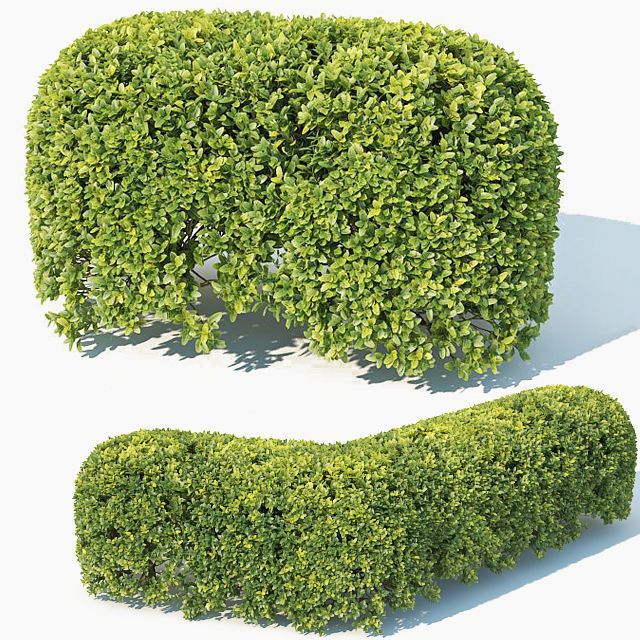 Buxus Sempervirens 4 hedges collection 3D model_1
