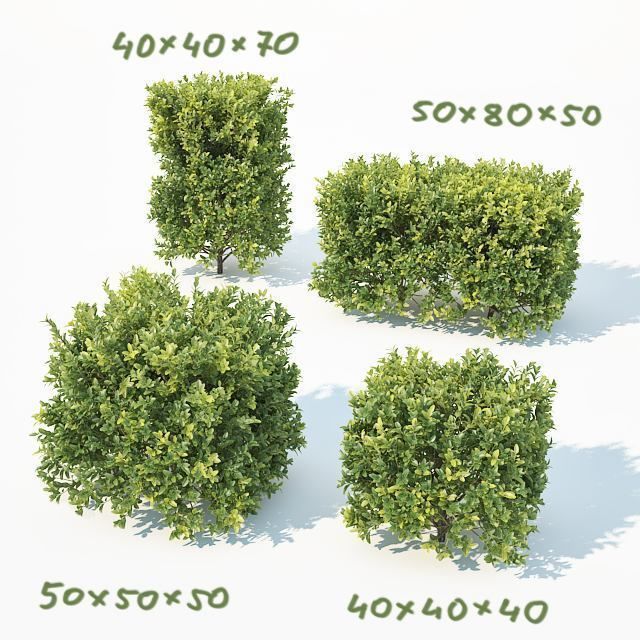 Buxus Sempervirens 4 hedges collection 3D model_9
