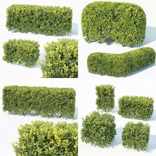 Buxus Sempervirens 4 hedges collection 3D model_0