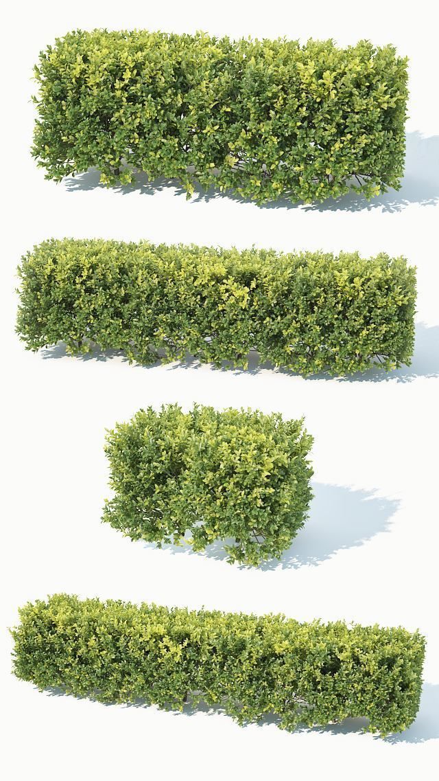 Buxus Sempervirens 4 hedges collection 3D model_2