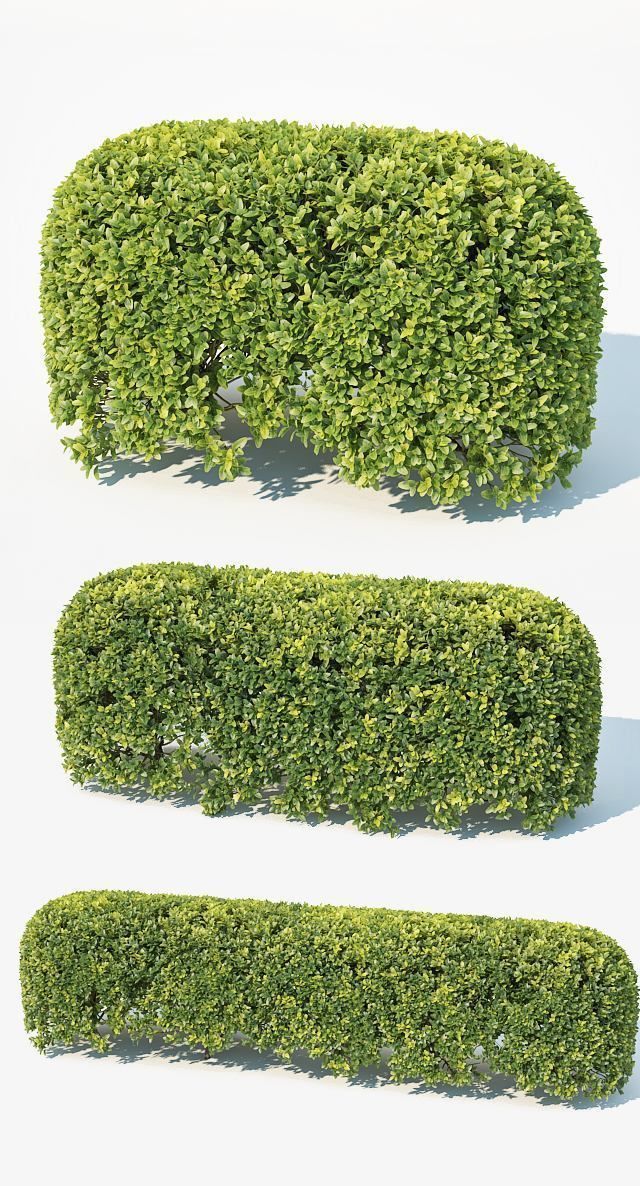 Buxus Sempervirens 4 hedges collection 3D model_5