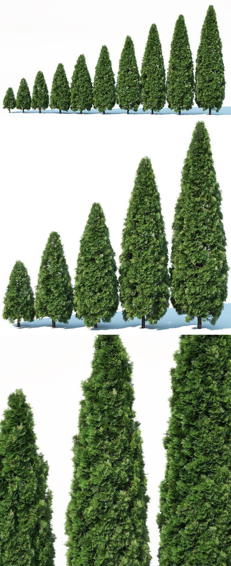 Thuya occidentalis Nr2 - Smaragd 10 sizes 3D model_3
