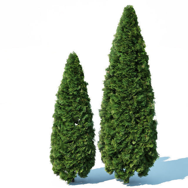 Thuya occidentalis Nr2 - Smaragd 10 sizes 3D model_1