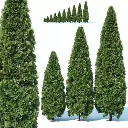 Thuya occidentalis Nr2 - Smaragd 10 sizes 3D model