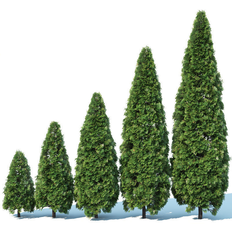 Thuya occidentalis Nr2 - Smaragd 10 sizes 3D model_2