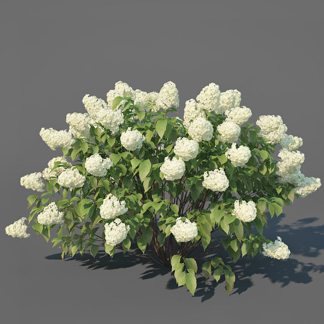 Hydrangea Paniculata Nr3 - Limelight XL - 3 variations 3D model_3