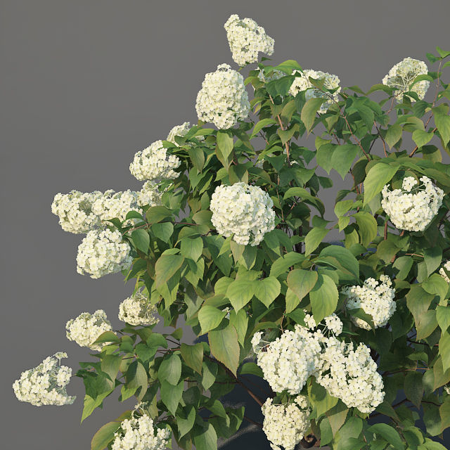 Hydrangea Paniculata Nr3 - Limelight XL - 3 variations 3D model_5