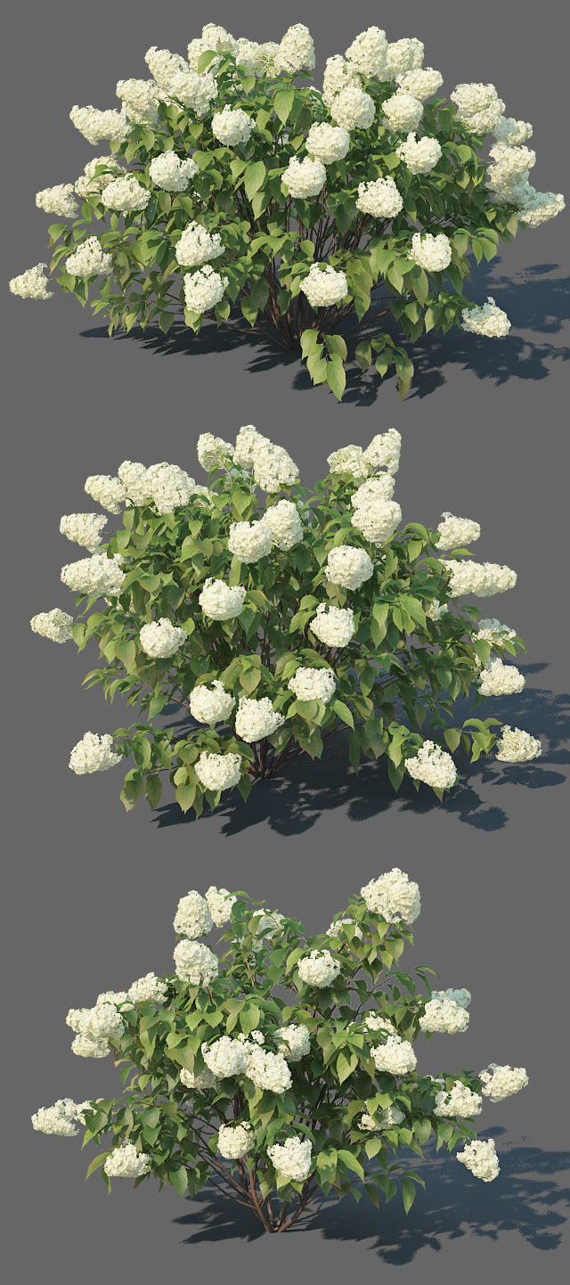 Hydrangea Paniculata Nr3 - Limelight XL - 3 variations 3D model_1